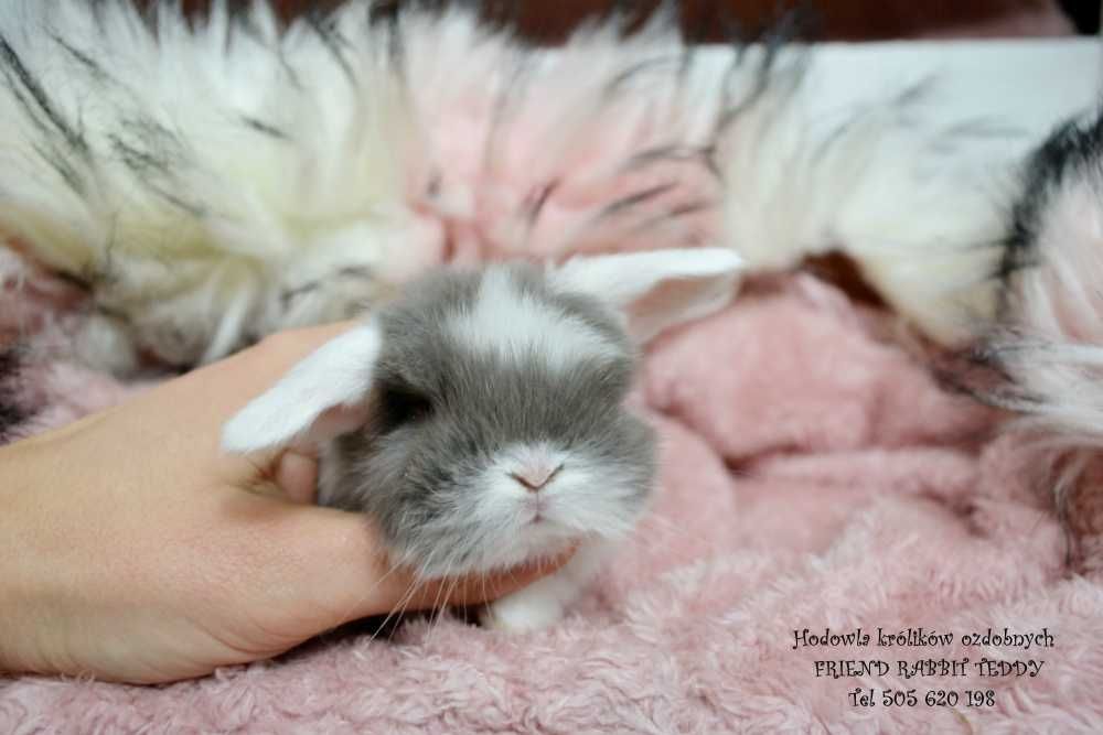 Króliki mini lop Dokumentacja książeczka wyprawka