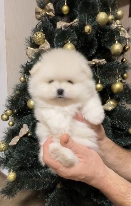 Померанський шпіц