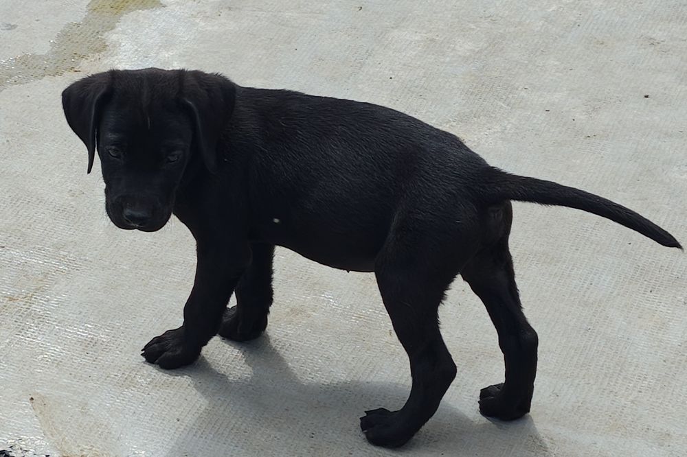 Labrador preto macho