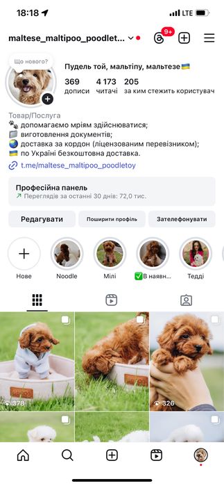 Чудова малеча мальтіпу (хлопчик і дівчинка)