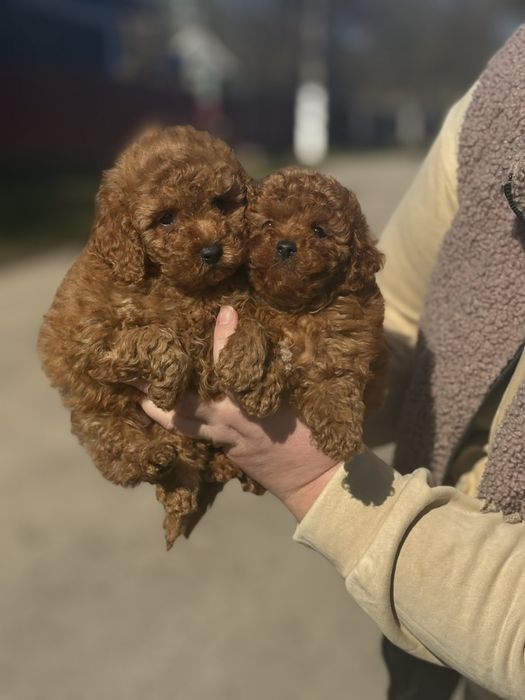 Той пудель Ред Браун . красавчікі  .малюки