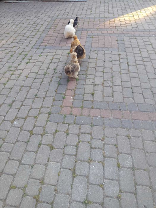 Zamienię kurę silke