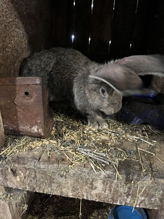 Кролі породи Фландер