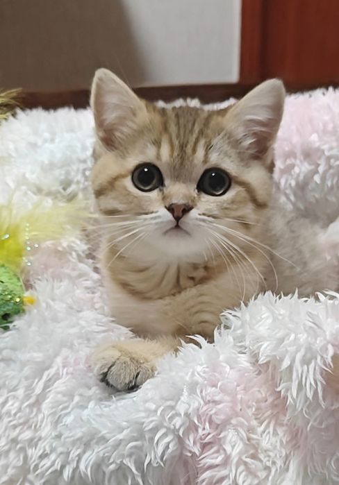 Золотая и серебристая шиншилла девочки