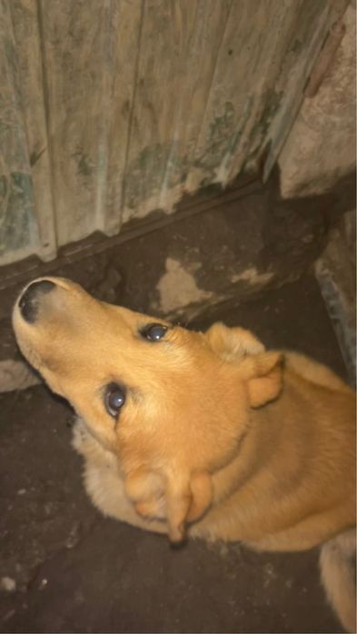 Cadela Para Adoção