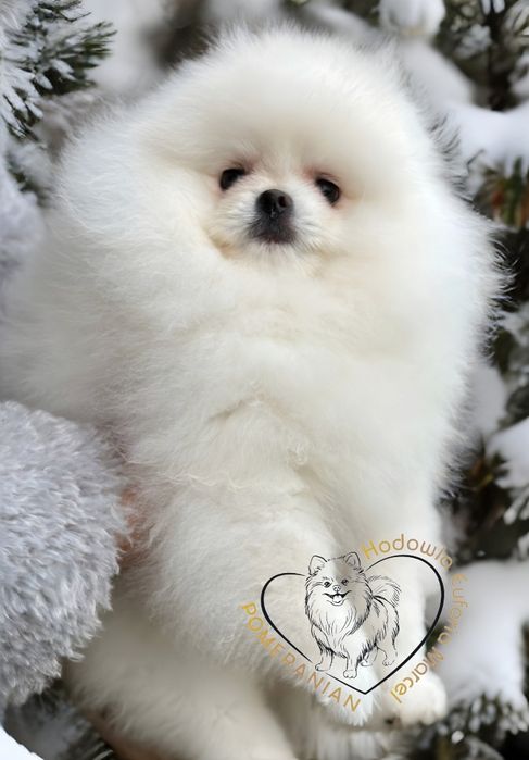 Pomeranian szpic miniaturowy