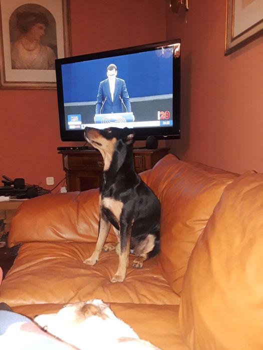 Zaginął piesek pinczer