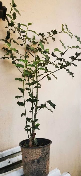 Azevinhos para venda