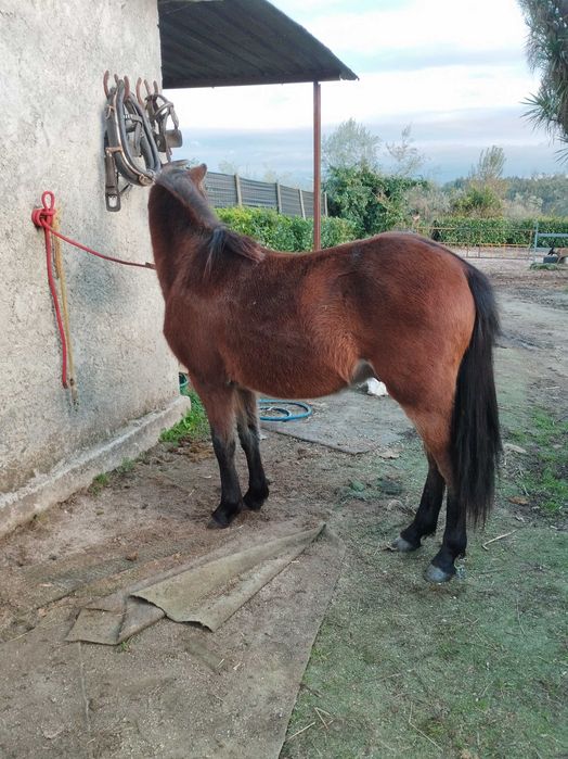 Parelha de pôneis com 4 anos ambos