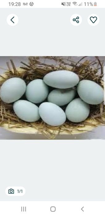 Jajka wiejskie ekologiczne niebieskie zielone