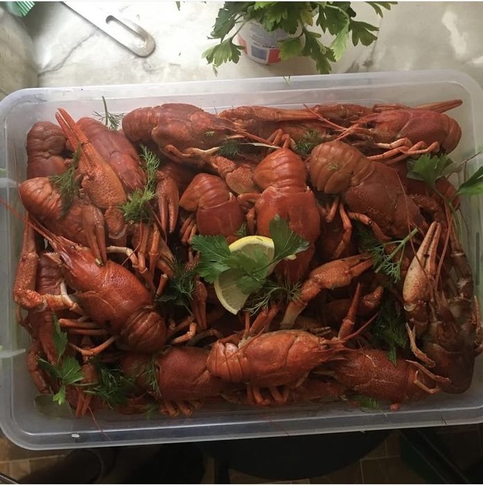 Раки в Заплріжжі живі і варені