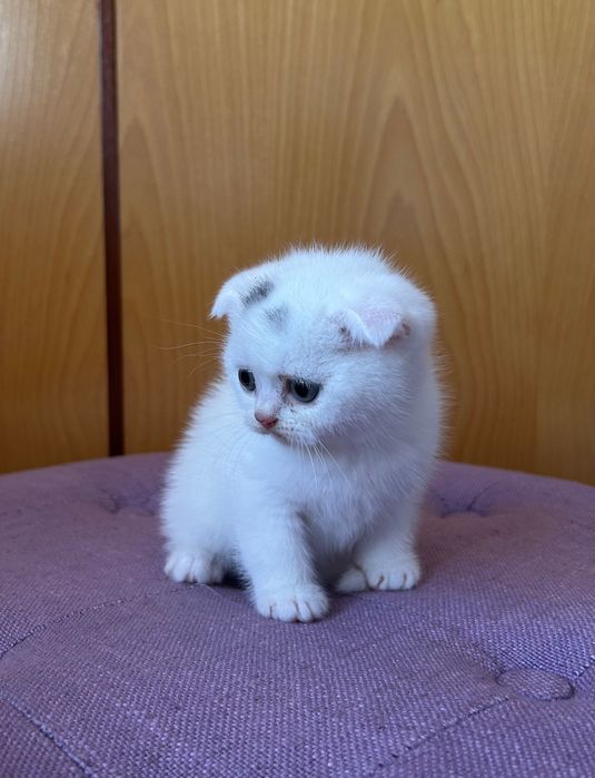Gatinho Scottish Fold