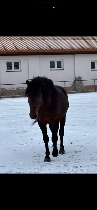 Stanówka ogierem huculskim GRYF