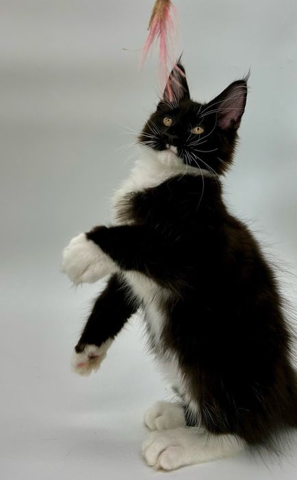 Мейн кун хлопчик