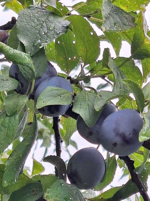 Sprzedam śliwę węgierkę prawdziwą.
