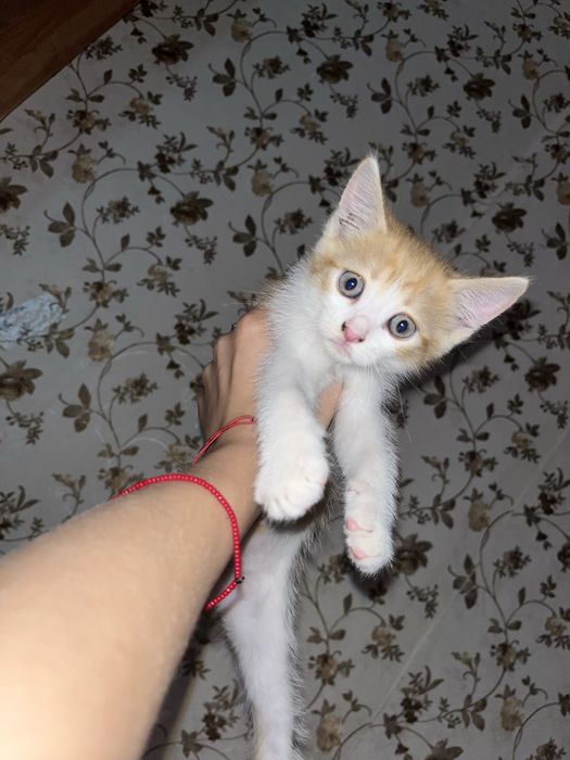 Віддам кошенят у добрі руки