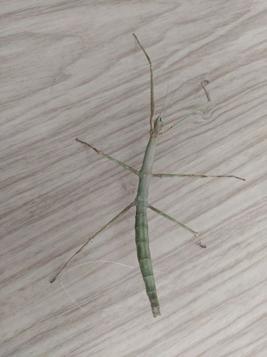 Палочник Аннамский необычный домашний питомец