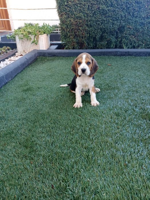 Beagle Tricolor LOP e Afixo
