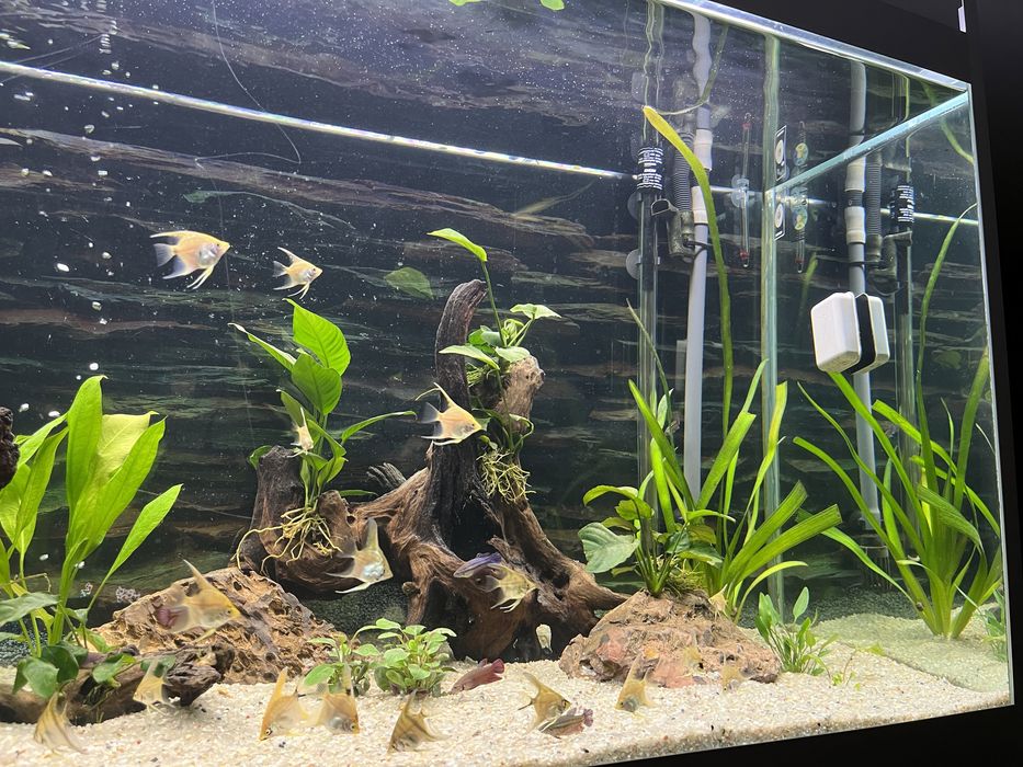 Aquario 540 litros
