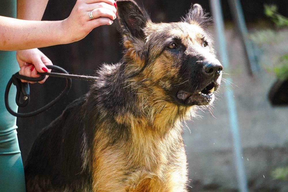 Pola - piękna sunia w typie owczarek niemiecki