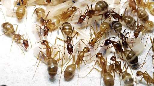 Рідкісні Camponotus pseudoirritans – купити з фермою в Україні 600грн