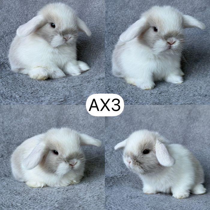 Królik Baranek Miniaturka MINI LOP