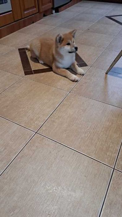 Akita inu piesek