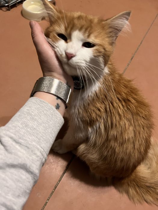 Отдам в хорошие руки