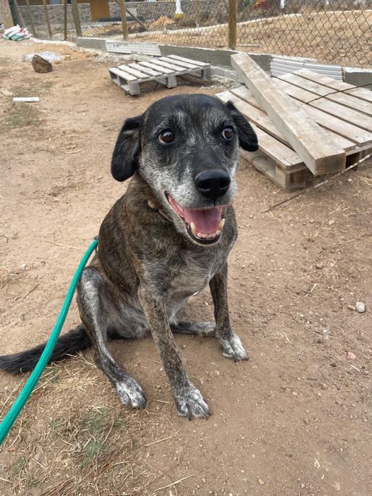 Jane- a cadela mais antiga do abrigo!