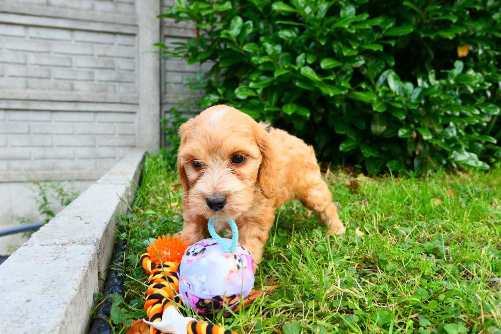Cockapoo- Piękna zdrowa suczka- Badania Genetyczne!