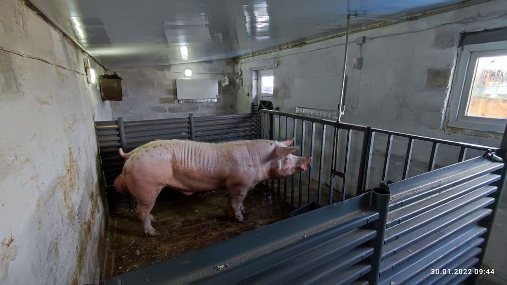 Спермадози від хряків Велика Біла,Ландрас,Пьетрен,Maxter304,Дюрок.