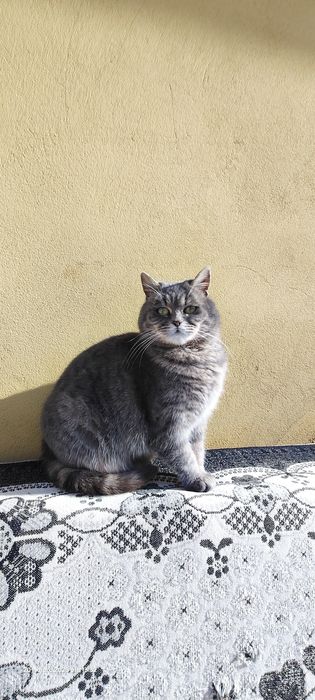 Віддам бескоштовно
