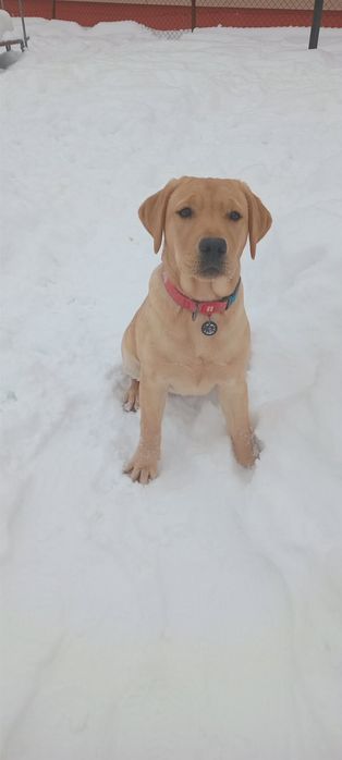 Ексклюзивні цуценята перша вʼязка