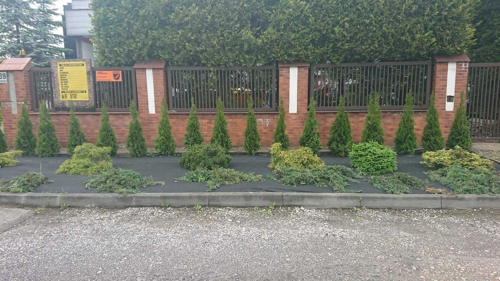 Thuja SMARAGD, 100–140 cm WYPRZEDAŻ