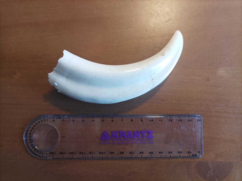 Dente de Javali!