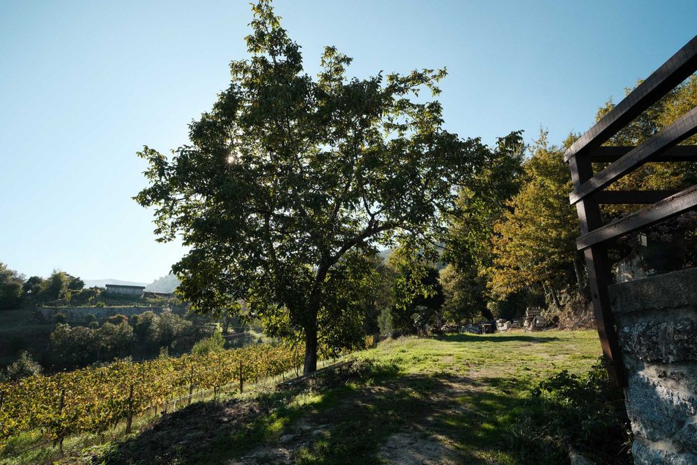 Casa em pedra c/ 5.000 m² de terreno, vinhas e lago | Minho