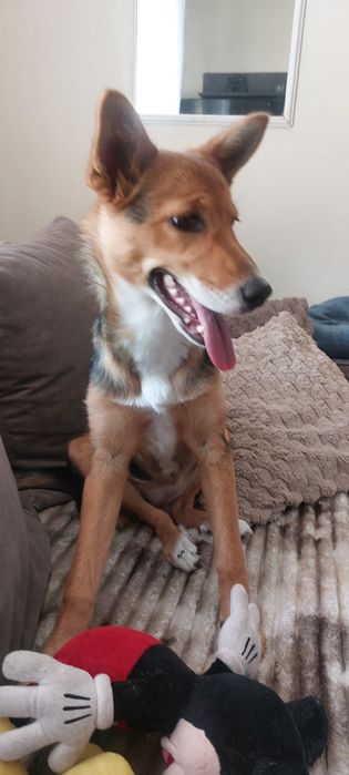 Tola sunia do adopcji
