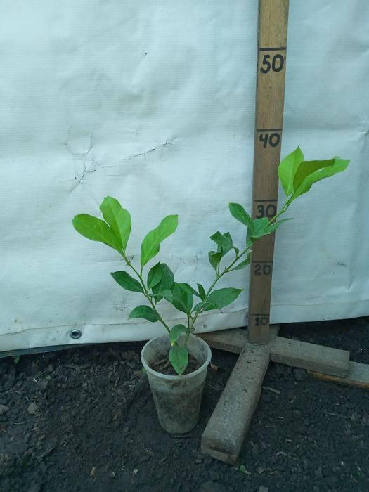 Добротні Лимони кімнатні