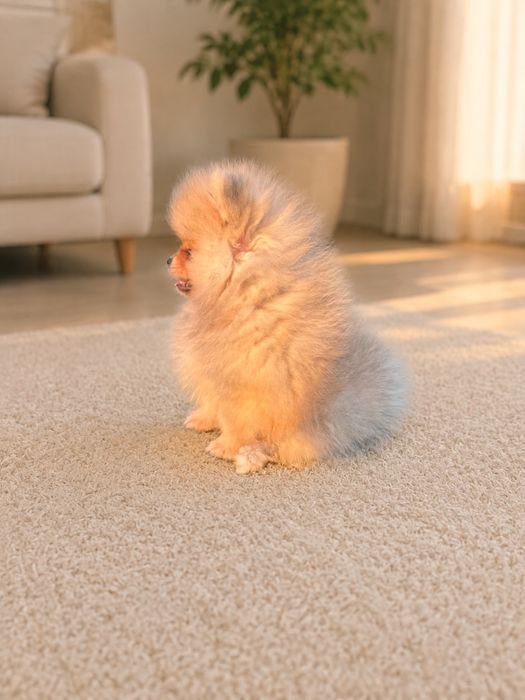 Spitz Alemão Anão com LOP