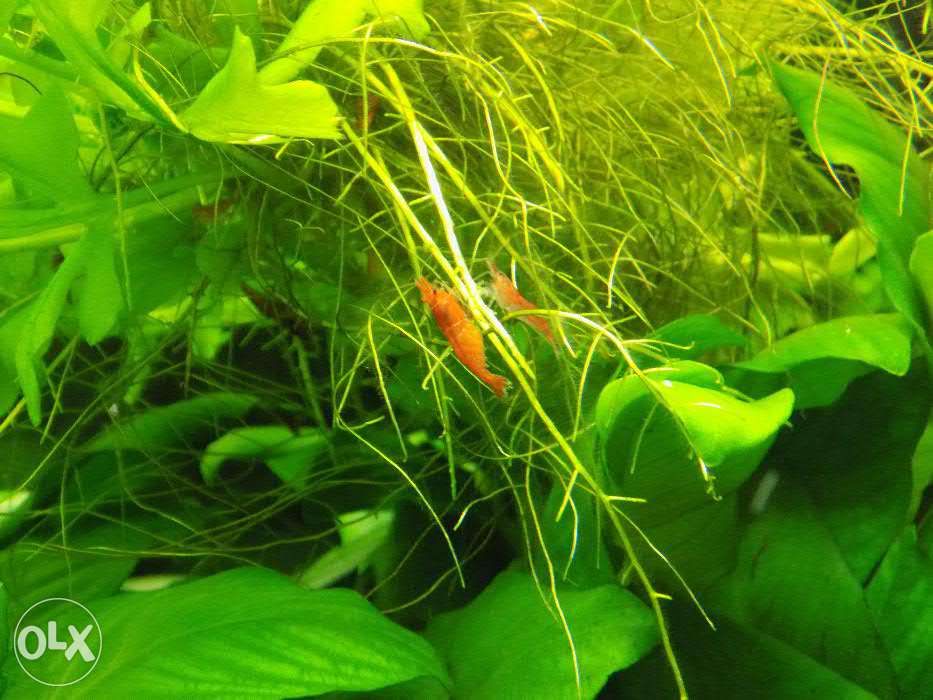 Креветка вишня (Neocaridina davidi var. red)