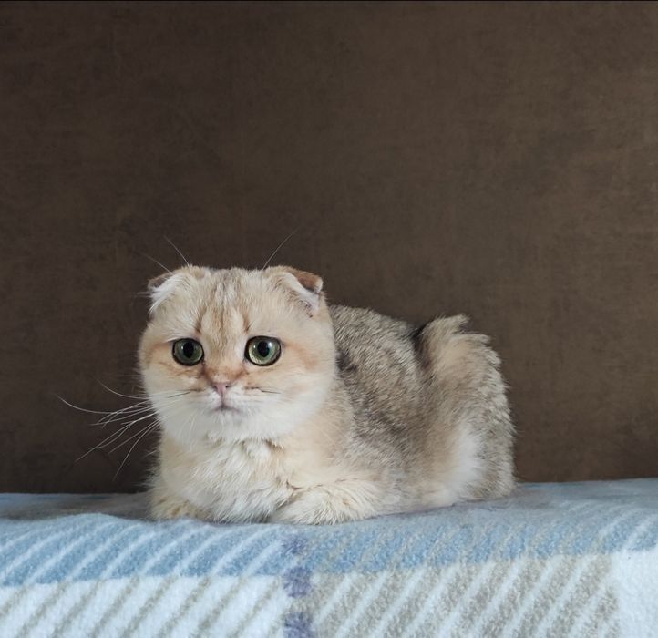 Висловушки, скоттішфолд
