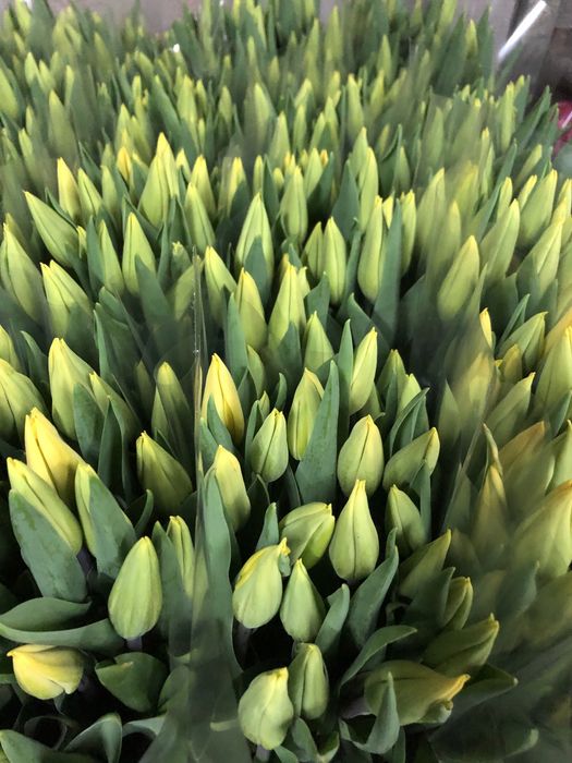 Tulipan cięty Polska produkcja
