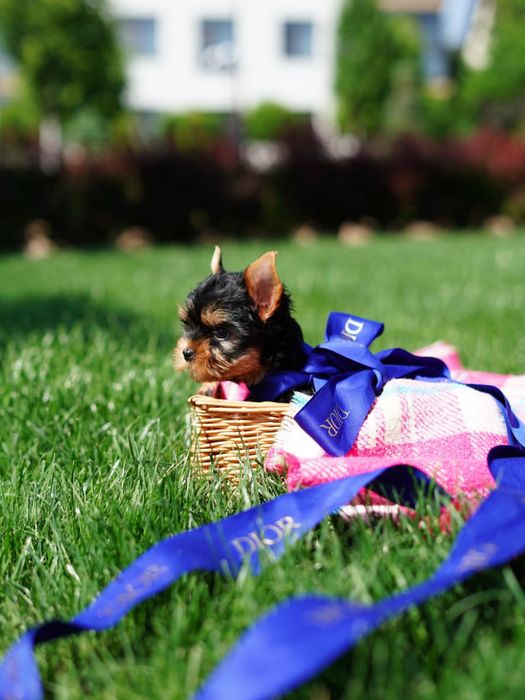 Справжні йоркширські зірки – маленькі, але з великим характером