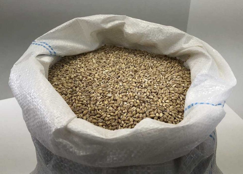 KASZA Jęczmienna Pęczak Warmia bez glifosatu 5 KG