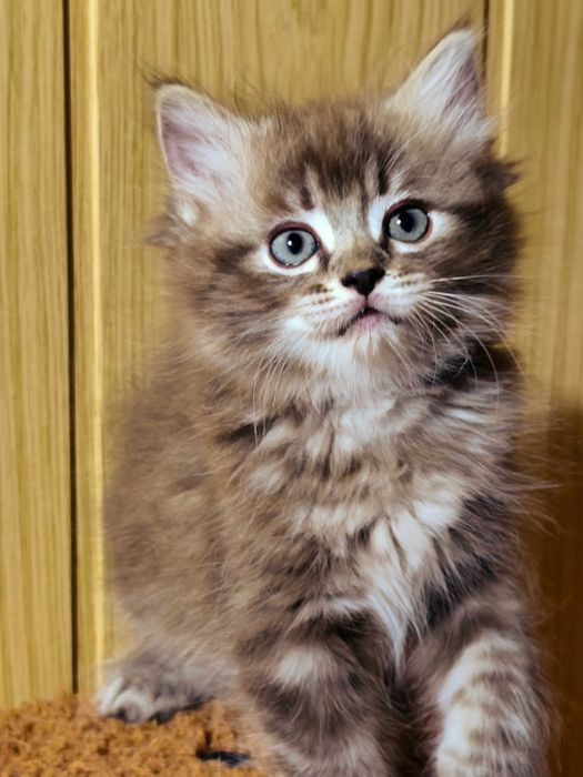 Ragdoll Cherubim Seal Lynx rodowód międzynarodowy