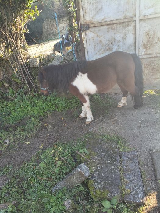 Pôneis mansos para venda