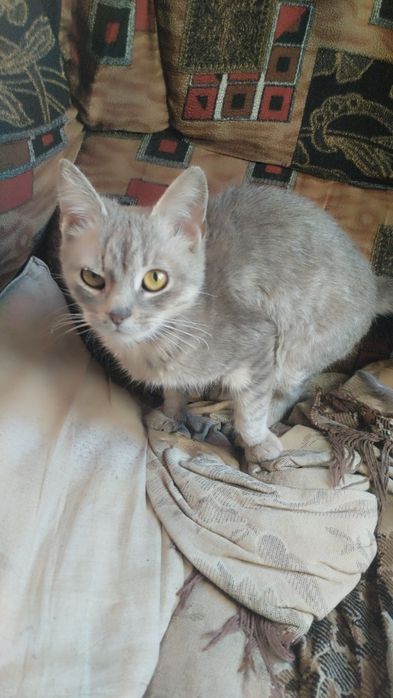 Отдам котенка в добрые руки