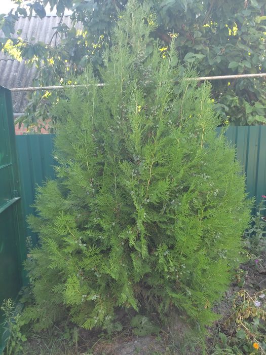 В продажі туя Брабант