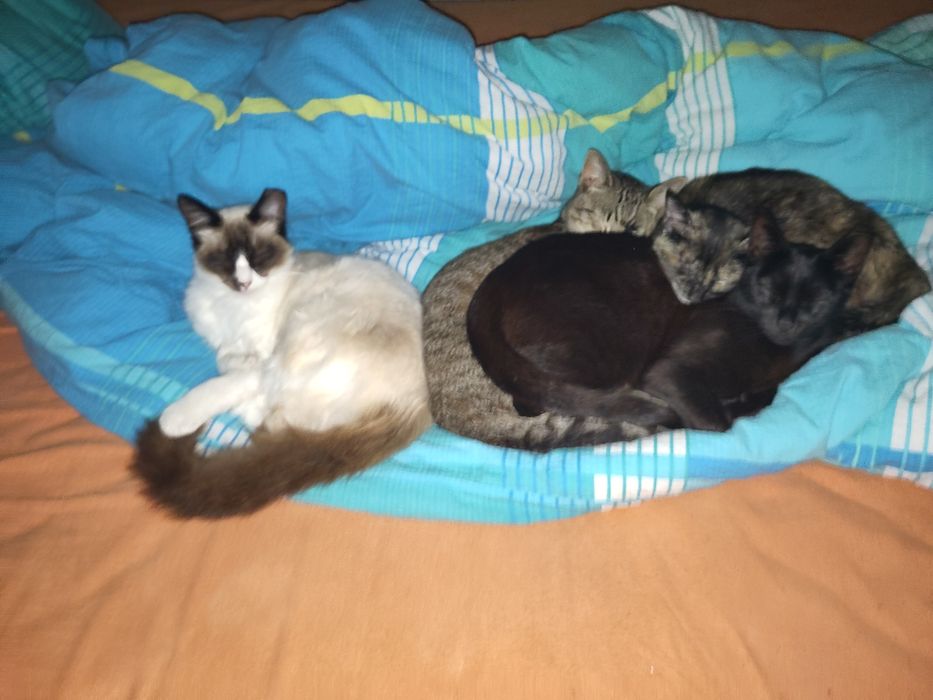 Gattos 1 anos, castrado
