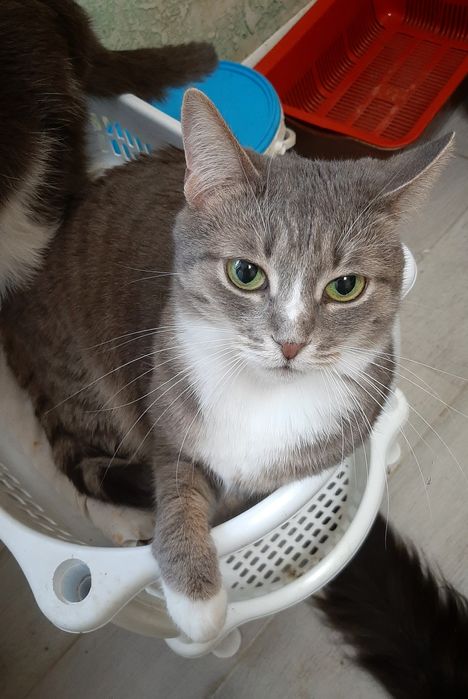 Кошечка в добрі руки!